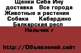 Щенки Сиба Ину доставка - Все города Животные и растения » Собаки   . Кабардино-Балкарская респ.,Нальчик г.